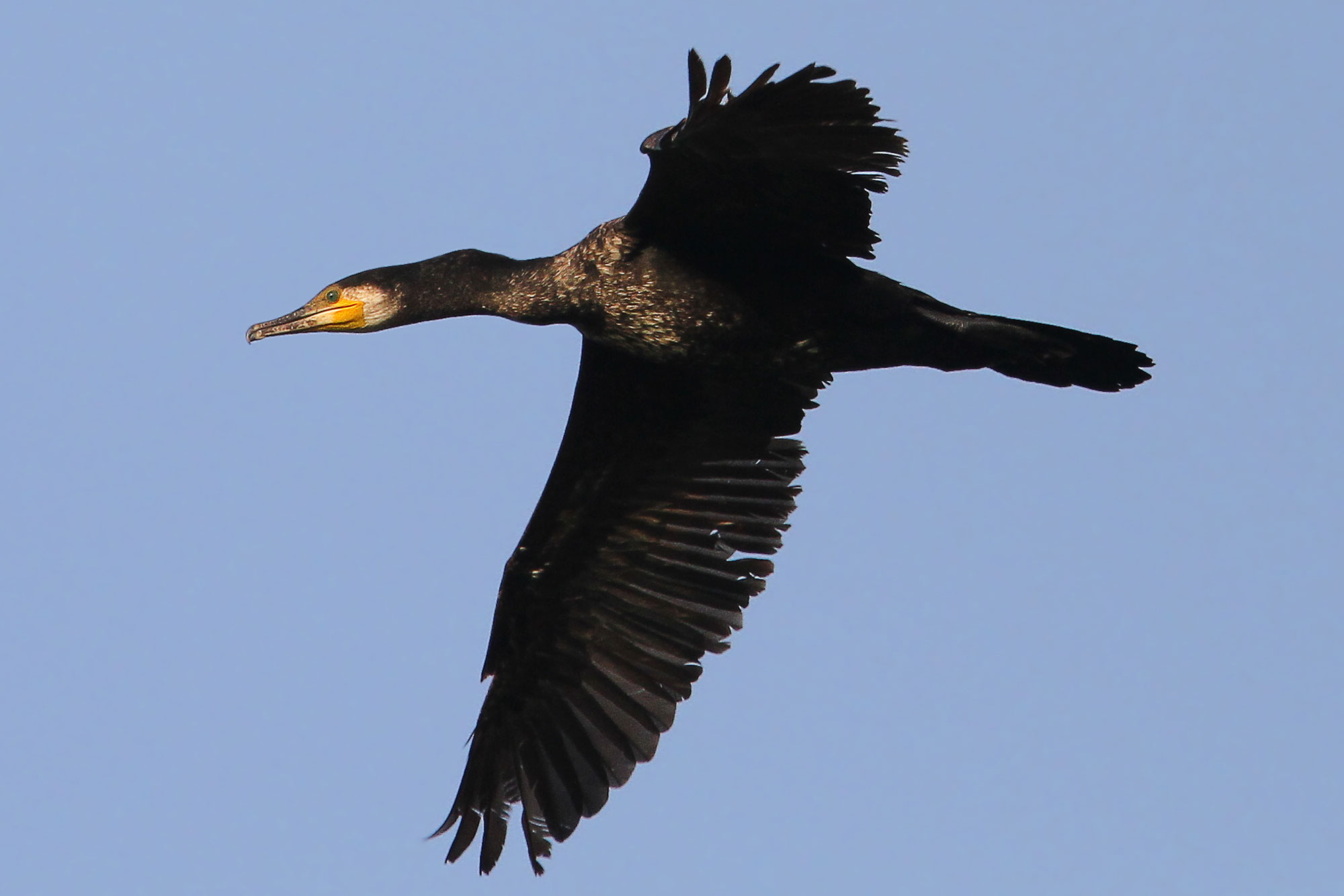 Kormoran - LBV